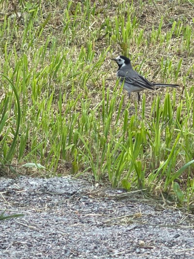 The image shows a small bird with black and white plumage standing on dry grass, with a rocky surface to its right. The bird is facing left and appears to be looking down. Its tail is long and slender, and its wings are folded against its body. The grass is dry and brown, with some green shoots interspersed. The rocky surface is rough and appears to be made of small stones. The image appears to have been taken outdoors during the day, as indicated by the lighting and the presence of natural elements. The scene is likely a natural habitat for the bird, such as a field or a roadside. There are no people or text visible in the image. The setting, Vaskelovo, Russia, suggests a temperate climate, possibly summer or early autumn, given the dry grass.