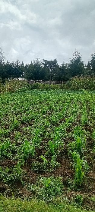 The scene depicts an agricultural field under an overcast sky in Rwanyambo, Kenya. The foreground features a strip of uncultivated green grass. The midground is dominated by dark brown tilled earth, supporting numerous young, bright green crops, consistent with early-stage maize or similar cereal plants, interspersed with other leafy green vegetation. In the background, a dense horizontal line of dark green conifer-like trees forms a natural barrier, with a single taller, slender tree prominently positioned near the center. Faint outlines of structures are visible behind the tree line. No individuals or animals are present.