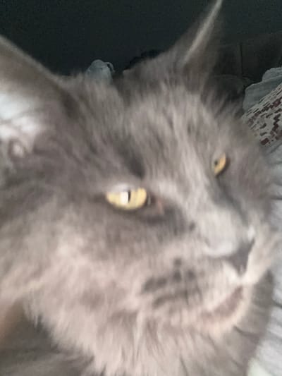 The media file is a close-up, somewhat blurry, upside-down photograph of a gray cat. The cat's fur is long and appears soft. Its eyes are visible, with one appearing to be a bright yellow-green. The cat is lying on a dark surface, possibly a blanket or furniture, with a patterned fabric visible in the upper background. The lighting is somewhat dim, suggesting it might be indoors or at dusk. No specific activity is clearly depicted, other than the cat resting in an unusual position. There is no visible text in the image. The provided location context of Gölbaşı, Turkey does not offer any specific visual cues within the image itself.
