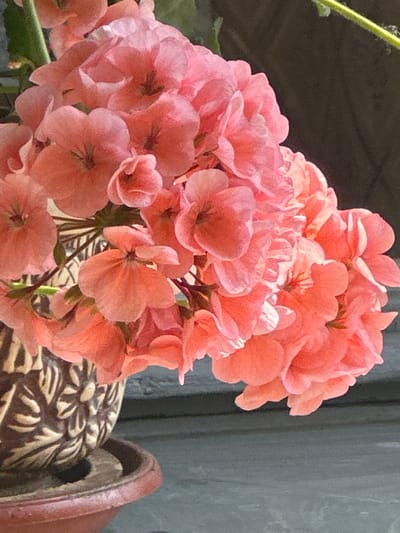 The image is a close-up, vertical shot of a bouquet of vibrant coral-pink geraniums. The flowers are densely packed, with individual petals visible and some showing delicate veins. The lighting suggests it's daytime, with sunlight illuminating the blooms, creating soft highlights and shadows. In the lower left portion of the frame, a decorative, dark brown ceramic vase with an embossed floral pattern is visible, resting in a terracotta pot. The background is blurred and dark, possibly a wall or foliage. The image does not depict any people or specific city landmarks, and therefore cannot be definitively placed in Zvenyhorodka, Ukraine.