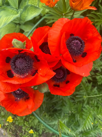 This media file is a close-up, high-angle shot of several vibrant red poppies with dark centers, blooming in a garden setting. The poppies are the primary subjects, filling most of the frame. Their delicate petals are a striking scarlet, contrasting with the dark, almost black stamens at their core, which are surrounded by a fuzzy purple stigma. Some poppies are fully open, revealing their intricate details, while others are still developing or are partially closed.

In the background, out-of-focus green foliage and the fuzzy buds of more poppies can be seen, adding depth and context to the scene. To the left, the bright orange petals of a lily-like flower are visible, suggesting a diverse floral arrangement. A thin green garden stake or stem runs diagonally across the image, further grounding the composition in a garden environment. Small yellow wildflowers are scattered in the lower right background, adding a touch of delicate color to the greenery.

The lighting suggests it is daytime, with soft, diffused light indicating it might be overcast or early morning/late afternoon. The overall impression is one of natural beauty and the quiet serenity of a garden in bloom. There is no visible text in the image. The location context of Plesetsk, Russia, implies this is likely a scene from a Russian garden during the warmer months when these flowers would be in season.