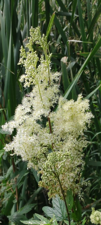 A close-up shot focuses on a flowering plant with numerous small, white blossoms and green buds. The plant is set against a backdrop of blurred green foliage, possibly reeds or tall grasses, suggesting an outdoor natural environment. The blossoms are arranged in a feathery, plume-like structure at the top of a stem, with some developing into small seed pods or capsules at the base. The overall impression is one of a vibrant, healthy plant in bloom. The location is listed as "Moskovsky Veteran SNT, Russia."