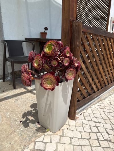 A succulent plant with layered red and green leaves is potted in a tall, light gray planter on a patio area. The patio is paved with light-colored irregular stones. To the left of the planter is a dark gray plastic chair. Behind the chair is a white wall and a wooden table with a small terracotta pot holding a single dark succulent. To the right of the planter is a rustic wooden post and a diamond-patterned wooden fence. The background shows more of the wooden fence and a white building with a red-trimmed window. The scene is outdoors during daylight with strong shadows cast on the patio. The image was taken in Colares, Portugal.
