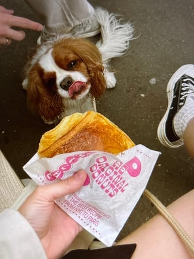 In Pori, Finland, a Cavalier King Charles Spaniel dog with brown and white markings looks up with its tongue out as a hand holds a paper bag with a donut from "The Original Donuts" chain. The dog is lying on a grey, speckled pavement. Next to the dog is a person's foot wearing a black and white Converse shoe. The paper bag has pink lettering and text that reads "MANCHETEAM PROUDLY THE BEST RECIPE FROM NYC TO PARIS". The scene is outdoors, likely on a street or sidewalk.