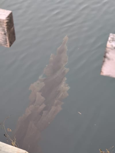 The image shows a close-up, overhead view of murky, greyish-green water. Partially submerged and distorted by the water is a large piece of dark brown, plant-like material, possibly kelp, which extends diagonally across the frame from the lower left to the upper right. The plant material is elongated with frilly edges. To the left and right, portions of wooden planks are visible at the edges of the frame, suggesting the scene is near a dock or pier. These planks are weathered and appear to be made of light-colored wood. In the lower left corner, some thin, green aquatic plants with small yellow buds are growing. The water is slightly rippled. No people or animals are visible in the image. The overall impression is of a natural, aquatic environment.