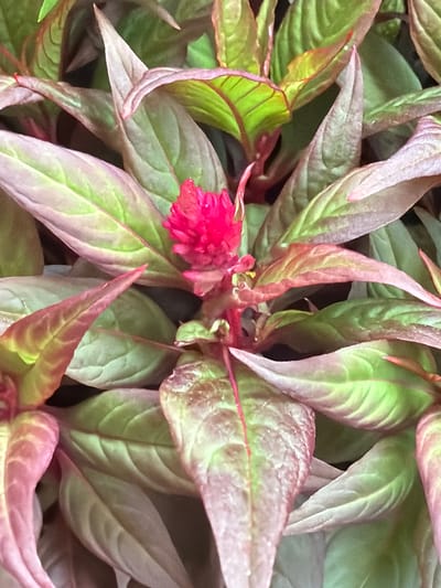 The image is a close-up, overhead view of a plant with vibrant, multi-colored foliage and a small, bright pink flower. The leaves exhibit a gradient of colors, transitioning from a deep green to a reddish-purple hue, particularly along the edges and veins. The surface of the leaves appears slightly textured, with visible venation patterns. The flower, located towards the center-left of the frame, is a dense cluster of small, petal-like structures, emitting a bright pink color that contrasts with the surrounding leaves. The lighting suggests it is daytime, with no strong shadows indicating harsh sunlight. The overall impression is one of lush, botanical growth, likely an outdoor setting given the natural light. There is no visible text in the image. The context provided indicates the location is Maasdijk, Netherlands.