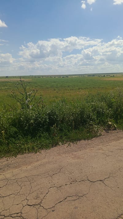 This image captures a vast, open landscape under a partly cloudy blue sky. The foreground features a cracked dirt or gravel road, transitioning into a dense area of green vegetation, including tall grass and a prominent thistle plant with purple buds. Beyond this, a wide field stretches to the horizon, appearing to be a mix of green crops and drier, yellowish vegetation, possibly agricultural land. In the distance, a thin line of trees marks the horizon, with faint structures suggesting human presence, possibly power lines or distant buildings. The overall scene depicts a rural environment in the outskirts of Rybushka, Russia, characterized by undeveloped land and agricultural fields.