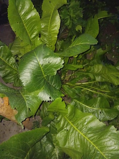 The image shows a close-up view of several large, green, textured leaves. The leaves are somewhat wilted and have serrated edges. Some of the leaves have small holes in them, possibly from insect damage. The background is dark and out of focus, with some hints of brown soil and possibly other foliage. The lighting suggests it may be dusk or nighttime. There is a reddish-brown object, possibly a piece of wood or pottery, visible in the lower left quadrant. The scene is outdoors, likely in a garden or natural area. The image does not contain any people or any indication of a specific location within Dubossary, Moldova.