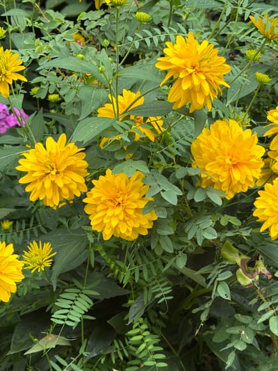 The image shows a close-up view of a cluster of yellow flowers, likely Rudbeckia, also known as Black-Eyed Susans or Coneflowers, in an outdoor setting. The flowers are in various stages of bloom, with some appearing fully open and others as buds. They are surrounded by lush green foliage, some of which appears to be wet, suggesting recent rain. There are also hints of other plants with pink and feathery green leaves interspersed. The overall impression is one of a natural garden or wild area. The image was taken in the city of Zarechny, Russia. There are no people or animals visible in the image.