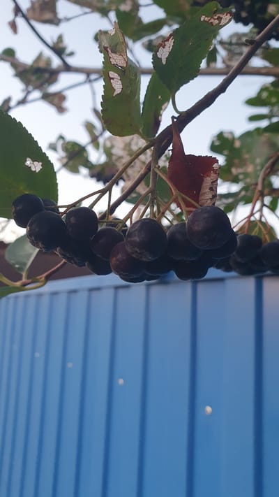 A close-up, low-angle shot shows a cluster of dark berries hanging from a branch, with damaged green leaves visible above. Below the berries, a blue, corrugated metal surface dominates the lower half of the frame. The berries are round and appear to be aronia berries, with a slightly matte finish. The leaves show signs of damage, with large patches of white on their surfaces. The sky, a pale blue, is visible through the branches and leaves. The blue metal surface is textured with vertical ridges and appears to be some sort of siding or wall. There are no people or animals present in the image. The scene is likely outdoors, possibly in a garden or yard, given the presence of the plant and the metal structure. The image does not provide any specific clues about its location in Ust-Labinsk, Russia, beyond general outdoor conditions.