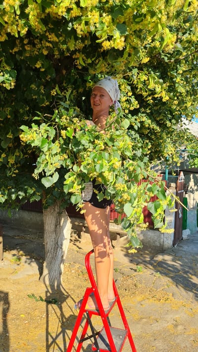 A woman is seen from the waist down, standing on a red stepladder. She is wearing black shorts and flip-flops. Her legs are tanned and her feet are resting on the steps of the ladder. The ladder is placed on a cracked concrete ground, which is covered with yellow pollen. In the background, there is a tree with green leaves and small yellow flowers. The woman is partially obscured by the tree's branches. Sunlight is casting shadows on the ground. The scene appears to be outdoors, likely in a yard or garden, given the presence of the tree and the rustic building in the background. The time of day is likely sunny and warm. The overall impression is of someone engaged in picking flowers or fruit from the tree. The provided location context is Salhany, Ukraine. There is no visible text in the image.