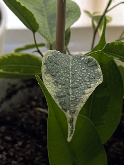 A close-up, eye-level shot captures a variegated leaf of a plant, likely a Ficus, covered in small water droplets. The leaf is a heart shape with a pointed tip and a creamy white border along its edge, transitioning to a mottled green center. The water droplets are scattered unevenly across the leaf's surface, some appearing as perfect spheres, others flattened or elongated, creating highlights and subtle distortions of the leaf's texture beneath.
Behind the main leaf, other green leaves and a thin, brown stem are visible, slightly out of focus. The background consists of dark, granular soil, typical of a potted plant, and a blurred, light-colored surface, possibly a windowsill or wall.
The scene appears to be an indoor environment, likely a home or greenhouse, where the plant is being cared for. The lighting suggests it could be natural light from a window, with subtle highlights on the water droplets indicating a direction of illumination. The image's shallow depth of field draws the viewer's attention to the detailed texture and moisture on the central leaf, making it the clear subject. There are no people or animals present in the image. The environment is clean and undisturbed, focusing solely on the natural details of the plant.