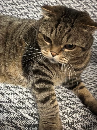 A Scottish Fold cat is lying on a patterned blanket. The cat is tabby-colored with prominent stripes and has its ears folded down. Its eyes are open and looking downwards. The blanket has a textured pattern of grey and white. The image appears to be taken indoors. This scene is located in Yablonovskiy, Russia.