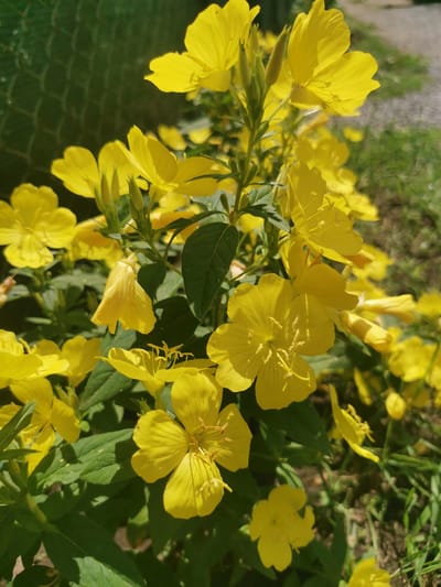 The image depicts a cluster of vibrant yellow flowers, likely Evening Primrose, in bloom. The flowers have delicate, crinkled petals and prominent stamens. They are interspersed with green foliage and some flower buds. The background is a mixture of green grass, a gravel path, and a dark green mesh fence, suggesting an outdoor setting, possibly a garden or park. The lighting indicates it is daytime, with shadows cast by the flowers and leaves, hinting at bright sunlight. The specific location in the city of Vilne, Ukraine, cannot be determined from the visual information provided in the image alone. There are no people or observable actions in the scene.
