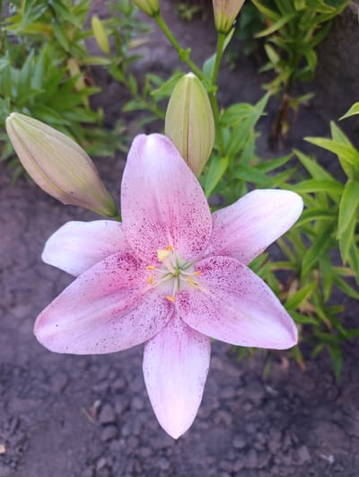 A close-up, top-down view captures a pale pink lily with dark pink speckles. The lily has six petals, with the uppermost petal dominating the center of the frame. Two unopened lily buds are visible to the left of the main flower. The lily is situated outdoors in what appears to be a garden bed with dark soil and scattered small stones, surrounded by green foliage. The background is slightly blurred, suggesting a shallow depth of field. This image is located in Țînțăreni, Moldova.