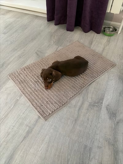 An indoor scene, reportedly in the city of Stary Chultem, Russia, depicts a single dark brown dachshund puppy resting on a light beige textured rug. The puppy lies prone, facing left, with its head and forelegs on the rug and its body stretched out. Its eyes are open, directed forward. The rectangular rug, featuring a looped pile, is positioned diagonally on a light gray laminate plank floor. In the upper right background, a dark purple curtain hangs, with a section of white baseboard visible to its left. To the far right, a stainless steel dog bowl with a green rubber base ring is visible on the floor. No human subjects are present.