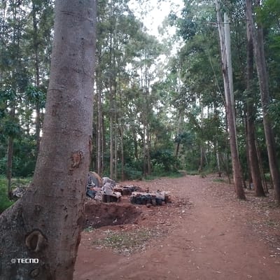 A dirt path winds through a forest of tall, thin trees, some with smooth, light bark and others with rough, darker bark. In the foreground, a large tree trunk dominates the left side of the frame. Next to it, a collection of rocks and dug-out pits are visible. The path leads into the distance, partially obscured by the density of the trees. The light is subdued, suggesting either early morning or late afternoon.