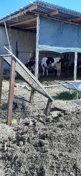 This image captures an outdoor agricultural area within Yangi-Khayat, Uzbekistan, under a clear blue sky. In the foreground, the ground is composed of disturbed, muddy soil with scattered debris and sparse green vegetation. A metal-framed sieve, featuring a mesh screen, is angled downwards from left to right, supported by two metal legs in the mid-ground. To the right of the sieve, a blue-handled, white-basin wheelbarrow is partially visible. The background is dominated by a rudimentary animal shelter. This structure has a corrugated metal roof supported by exposed wooden beams, concrete or stucco walls on the left and rear, and a blue tarp or screen serving as a partial enclosure across its front. Inside the shelter, at least three cattle are present: two predominantly black and white cows, and one darker brown cow, all standing on a muddy floor. No human subjects are visible.