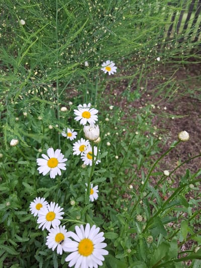 This is a photograph taken outdoors, likely in a garden or natural setting within the city of Svobodny, Russia. The scene is dominated by a cluster of white daisies with yellow centers. Some of the daisies are in full bloom, while others are still buds or partially open. Surrounding the daisies are lush green plants, some of which appear to be feathery or asparagus-like in texture. The background shows brown soil and a dark, wooden fence, suggesting an outdoor perimeter. The lighting suggests it is daytime, with soft light filtering through the foliage. No people are visible in the image.