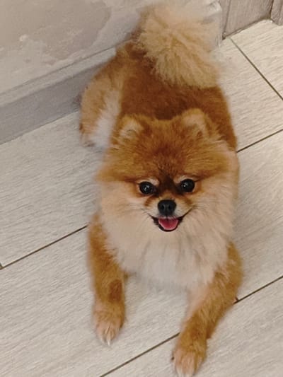 A fluffy, light brown Pomeranian dog is lying down on a light-colored tiled floor, facing the camera. The dog has dark eyes and a pink tongue sticking out, suggesting it might be panting or smiling. The background shows a wall with a baseboard. The scene appears to be indoors, possibly in a residential setting. The location is specified as Borovsky, Russia.