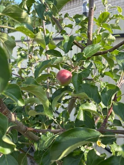 In Pereiaslav, Ukraine, a young apple tree is shown with one small, round, red and green apple developing among lush green leaves. The branches of the tree are brown and textured. In the background, a white fence is visible, suggesting a residential or garden setting. The lighting indicates a sunny day.