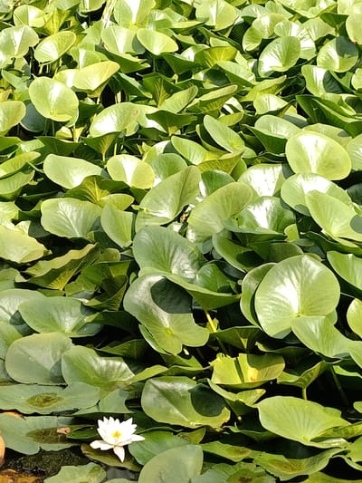 A close-up shot captures a dense field of vibrant green lily pads floating on dark water, interspersed with a few shimmering reflections of sunlight. In the bottom left corner, a single white water lily in bloom stands out against the verdant backdrop. The image provides no information about the location in Évreux, France.