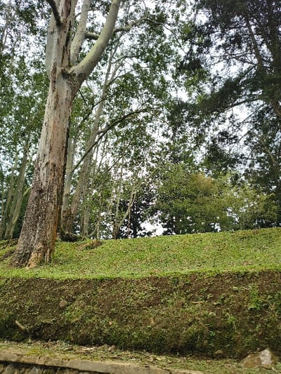 An upward perspective captures tall trees with pale trunks and branches reaching towards the sky, their leaves creating a dense canopy. Adjacent to the trees, a verdant embankment rises, covered in short, bright green vegetation. This embankment transitions into a rougher, textured surface with darker soil and moss, potentially forming a ditch or slope. The scene evokes a natural setting, merging woodland with a constructed or naturally-formed earthwork.