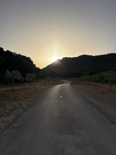 The image depicts a paved road winding through a rural landscape at sunset, likely in or near Artà, Spain. The sun is setting behind a mountainous horizon, casting a warm glow across the sky. On either side of the road, there are rows of young trees, possibly olive trees, planted in dry, grassy terrain. In the background, a dense forest covers the slopes of the mountain. The road itself is dark asphalt, with a faint reflection visible on its surface. The overall scene is serene and bathed in the soft light of dusk.