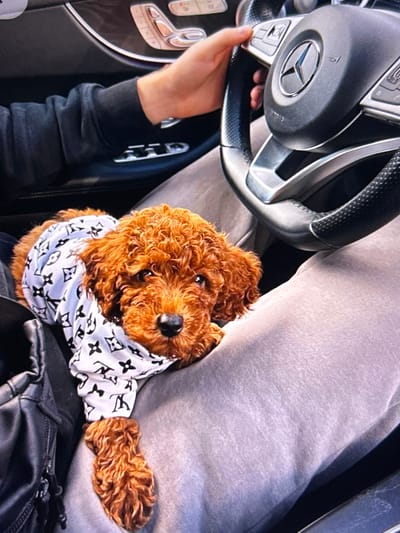 A small, fluffy, reddish-brown dog wearing a white bandana with a black Louis Vuitton pattern is being held by a person in the passenger seat of a Mercedes-Benz car. The dog is looking at the camera. The person's left hand is visible on the steering wheel, which has a Mercedes-Benz logo. The car appears to be parked in a natural setting, with green foliage visible in the background. The scene takes place in Beșalma, Moldova.