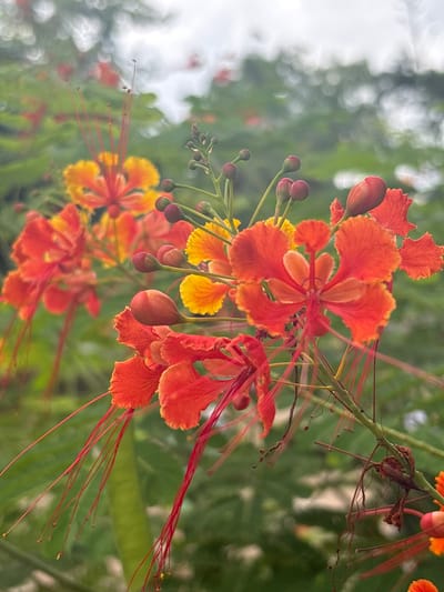 The image shows a close-up of several bright orange and yellow flowers with long red stamens, in full bloom. The flowers are set against a soft-focus background of green foliage and a hazy sky. Some flower buds are also visible. The scene appears to be an outdoor garden or natural setting, possibly in Xiuying District, China, given the context. There are no people or animals visible in the frame. The lighting is diffused, suggesting an overcast or early morning/late afternoon time. The focus is sharp on the flowers in the foreground, with the background rendered with a shallow depth of field.