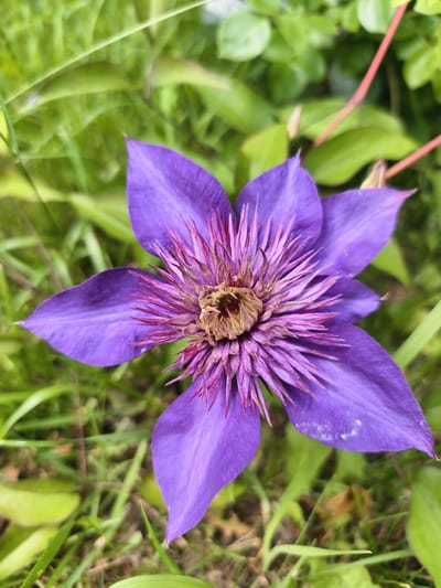 A close-up, eye-level shot captures a vibrant purple clematis flower in full bloom, set against a backdrop of lush green foliage. The flower, which occupies the majority of the frame, displays six prominent petals radiating outwards from a complex, spiky center. The petals are a rich, deep purple with subtle variations in tone and texture, some showing slight imperfections. The central stamen cluster is a fascinating contrast of deep purple filaments and a drier, browner core, suggesting the flower has recently bloomed or is beginning to fade. The background is softly blurred, with streaks of green indicating grass and leaves, and a hint of reddish-pink stem on the right side, suggesting the flower is part of a climbing vine. The lighting appears natural, casting soft shadows and highlighting the delicate details of the flower. The scene is set outdoors, likely in a garden or natural setting within Malaya Shil'na, Russia, emphasizing the beauty of local flora. There are no people or animals present in the image.