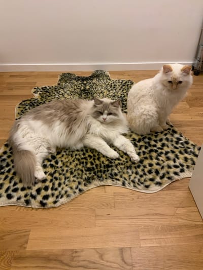 Two cats are on a leopard-print rug on a wooden floor in a room. The cat on the left is a Ragdoll with grey and white fur and is lying down. The cat on the right is a cream-colored cat sitting upright. A white baseboard runs along the wall. The scene is indoors, likely a residential setting in Åkersberga, Sweden.