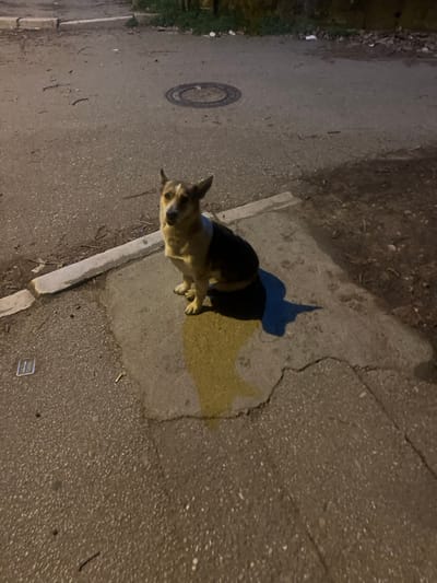 A medium-sized, bi-colored dog, predominantly tan on its front and head with dark brown/black markings covering its back and hindquarters, is seated on a grey concrete patch. Its pointed ears are erect, and its eyes are fixed on the viewer. Immediately beneath and in front of the dog is a distinct, fresh, yellowish-brown liquid stain on the pavement. The concrete patch is irregular in shape and bordered by a raised concrete curb to the left. The wider ground surface is asphalt, showing wear, cracks, and scattered debris including small sticks and litter. In the upper background, a circular metal manhole cover is visible on the asphalt. The scene is outdoors, likely during twilight or nighttime, illuminated by an artificial light source from the left, casting a pronounced shadow of the dog to its right. The far background appears unkempt, with dark ground and sparse, indistinct vegetation. The specific location within Smederevska Palanka Municipality, Serbia, is not discernible from the image.