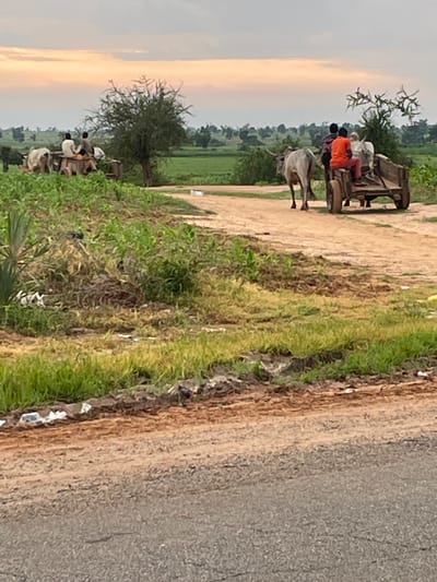 A herd of cattle is being driven through a rural landscape near Basirka, Nigeria. Two carts pulled by oxen are visible in the scene. The first cart is being pulled by two oxen, and two people are seated on it. The second cart is pulled by a single ox, and one person is seated on it. The people are dressed in traditional clothing. The landscape is characterized by dry, dusty terrain, with sparse vegetation and scattered trees. In the background, a lush green field suggests the presence of agriculture. The sky is overcast with a hint of sunset colors. The scene conveys a sense of daily life and traditional modes of transportation in a rural Nigerian setting.
