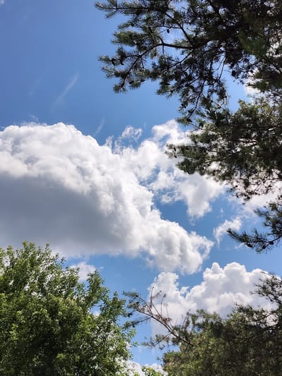 The image captures a serene outdoor scene, likely in a natural or semi-natural environment within the city of Venyuchkovo, Russia. The upper portion of the frame is dominated by a bright blue sky adorned with scattered white cumulus clouds, some appearing dense and voluminous, others wispy and thin. In the foreground, the branches of coniferous trees, likely pine, extend into the frame from the top and right edges, their dark green needles and visible pinecones silhouetted against the sky. The lower left and bottom of the image reveal the lush green foliage of deciduous trees, their leaves creating a dense canopy. The overall impression is one of a clear, sunny day, with the natural elements of sky, clouds, and trees forming the entirety of the composition. No people or man-made structures are discernible in the image.