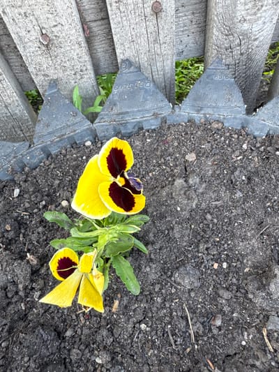 A close-up, eye-level shot captures a yellow pansy flower with a dark purple center, planted in dark soil. The flower is positioned in the lower left quadrant of the image, with its petals slightly wilted. A second, smaller pansy bloom is visible below it. The soil appears moist and contains small pebbles and organic matter. Behind the flowerbed, a rustic wooden fence forms a backdrop. The fence is constructed from vertical wooden planks with visible nails. Between the planks, a hint of green foliage suggests growth beyond the fence. The lower edge of the fence is bordered by a jagged, dark grey material, appearing to be recycled tire segments shaped into a decorative border. The overall scene is outdoors, likely in a garden setting within Starokhalilovo, Russia, emphasizing the natural beauty of the flower against the utilitarian fence and soil.