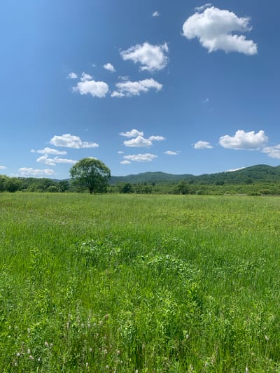 A lone, large deciduous tree stands in the middle of a vast, green meadow. The meadow is filled with tall grass and some smaller plants. In the background, rolling hills covered in lush green trees stretch across the horizon. The sky above is a vibrant blue, dotted with fluffy white clouds. The scene appears to be a natural landscape, likely in a rural or park setting. The image is a still shot, capturing a serene, natural moment.
