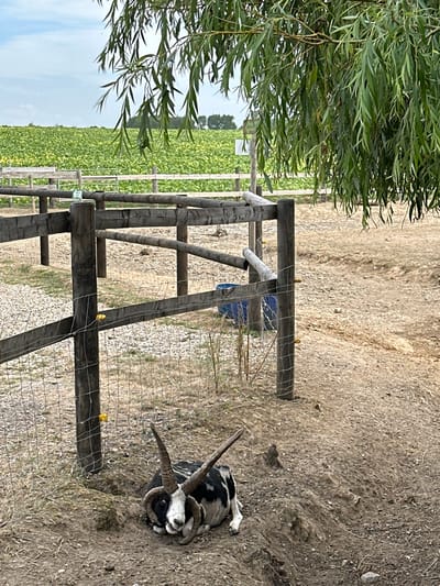 In the foreground, a black and white goat with large, curved horns lies on a patch of dirt. The goat is facing the camera, with its head slightly tilted. Behind the goat, a rustic wooden fence encloses a dusty area. The fence posts are weathered and support horizontal wooden beams and wire mesh. A blue plastic barrel is visible behind the fence. In the mid-ground, a lush green field stretches into the distance, bordered by a white fence. In the background, a cloudy sky is visible above a line of trees. The scene appears to be outdoors, possibly on a farm or in a rural area. This is Saint-Jouin-Bruneval, France.