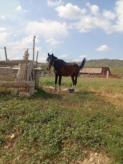 A dark brown horse stands in a grassy field next to a wooden fence. The horse is wearing a halter and has white markings on its legs. In the background, there is a red building with a corrugated metal roof, some other structures, and a hilly landscape. The sky is blue with scattered white clouds. The ground is covered in green grass and some dry vegetation. There is a blue bucket next to the horse. The scene appears to be in a rural area.