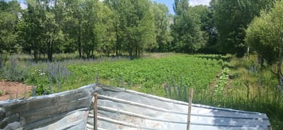 The image shows a field of crops in the city of Mihaylovka, Kyrgyzstan. In the foreground, there is a structure made of corrugated metal, which appears to be some sort of shelter or enclosure. Behind this structure, a large field of green plants, possibly potatoes, is visible. The field is surrounded by trees and vegetation, and there are some flowering plants with blue and white blossoms scattered throughout the scene. The sky is partly cloudy. The overall impression is of a rural agricultural setting.