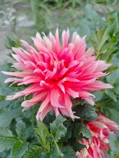 This is a close-up, vertical shot of a vibrant pink dahlia flower in bloom, set against a soft, out-of-focus background of green foliage. The dahlia's petals are a striking, bright pink at the center, gradually fading to a lighter pink and then to white at their tips. The petals are numerous and have a spiky, almost feathery appearance due to their pointed ends and delicate, curled edges. The flower is the primary subject, filling most of the frame.
Surrounding the main bloom are dark green leaves, some of which are slightly blurred, suggesting a shallow depth of field. There's another dahlia bud or a less fully opened flower visible in the lower right corner, also displaying pink and white hues. The overall impression is one of natural beauty and vibrant color.
The lighting suggests it could be daytime, possibly overcast or in shade, as there are no harsh shadows. The image has a slightly grainy texture, common in photographs taken with mobile devices or in low light. The context provided places the scene in Shyu, Kazakhstan, suggesting this is likely a garden or natural setting within that region. No people, text, or specific events are depicted.