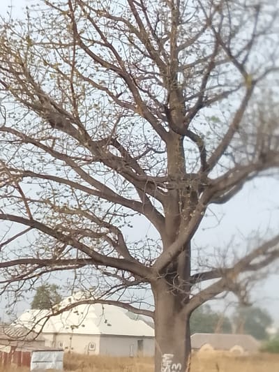 The image depicts a large, deciduous tree dominating the foreground and mid-ground, set against a light gray, overcast sky. The tree, potentially a baobab, has a thick, light brown trunk with robust, widely spreading branches bearing sparse green foliage. White markings, including "SM" and "M," are visible on the lower trunk. In the background, to the left of the tree, a light-colored building with a white hip roof and small windows is visible. Further right, another building with a lighter, possibly thatched roof is partially obscured. The ground in the mid-ground and foreground is dry, characterized by light brown, sparse vegetation. No individuals, actions, or specific interactions are discernible within the frame. This scene is situated in the city of Kerang, Nigeria.