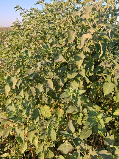 The image shows a close-up view of a dense, green plant with numerous leaves and small white flowers. Some dark, round berries are visible amongst the foliage. The plant appears to be growing outdoors in a natural or agricultural setting. The background is blurred, but suggests a sunlit environment, possibly a field under a clear sky. No people or man-made structures are discernible. The lighting indicates it may be daytime, with sunlight casting shadows across the leaves. The texture of the leaves appears somewhat rough, and some show signs of wilting or discoloration. The berries are scattered throughout the plant, with some clustered together. The overall impression is of a wild or uncultivated plant.