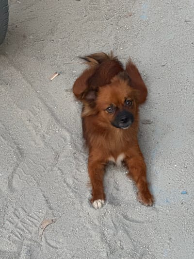A reddish-brown dog lies on a light gray, sandy or fine gravel surface in Ban Ko Li Pe, Thailand. The dog faces the viewer, resting on its stomach with front paws tucked and hind legs splayed. It possesses a black muzzle, dark eyes, and white markings on its chest and front paws. A dark gray vehicle tire is partially visible in the upper left quadrant. A discarded cigarette butt with a white filter lies on the ground to the left of the dog's head, and a dried, curled leaf is present on the lower left portion of the ground. The ground exhibits subtle textured patterns, possibly from foot traffic or vehicle marks.