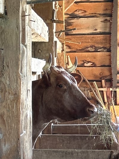 The image captures a brown cow with short, curved horns in a rustic barn setting. The cow is in the foreground, its head turned to the right, and it is actively eating hay. The barn's interior is constructed of weathered wooden beams and planks, giving it an aged appearance. Sunlight streams in, illuminating the hay and the cow's face. In the background, there are glimpses of wooden structures, possibly stalls or other parts of the barn, along with a large saw blade mounted vertically on the right side of the image. The scene is located at Upper Canada Village in Morrisburg, South Dundas, Canada, a living history museum that recreates life in the late 18th and early 19th centuries.