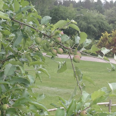 The image shows a close-up of a tree branch with several small, unripe apples. The apples are green with hints of pink, indicating they are still developing. The branch is covered in lush green leaves, some of which show signs of damage or decay. In the background, out of focus, is a grassy area and a path, suggesting the tree is in a park or garden. The lighting suggests it is daytime, possibly overcast or late afternoon, given the muted colors and soft shadows. There is no visible text in the image. The scene evokes a sense of nature and growth, with the developing fruit symbolizing potential and the changing seasons.