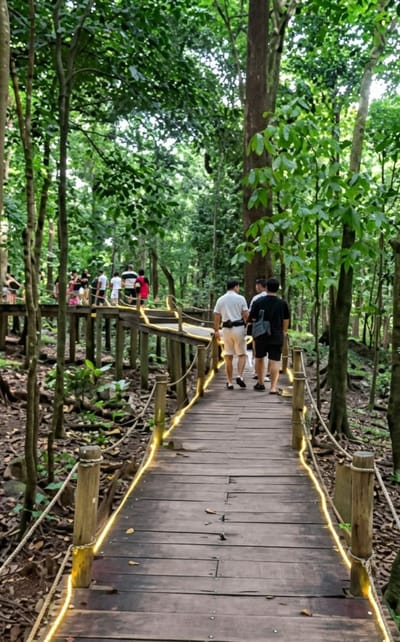 A group of people are walking on a wooden boardwalk through a lush forest. The boardwalk is elevated and curves to the left, with wooden posts and rope railings lining the sides. String lights are draped along the railings, illuminating the path. In the foreground, three individuals are walking away from the camera, with two of them wearing white shirts and shorts, and the third wearing a black shirt and shorts. Behind them, a larger group of people are seen further along the boardwalk, some looking around and interacting. The forest is dense with tall trees and green foliage, suggesting a tropical environment. The lighting appears to be natural, with sunlight filtering through the leaves, indicating it is daytime. The overall atmosphere seems relaxed and leisurely, suggesting a tourist or recreational activity. No text is visible in the image.