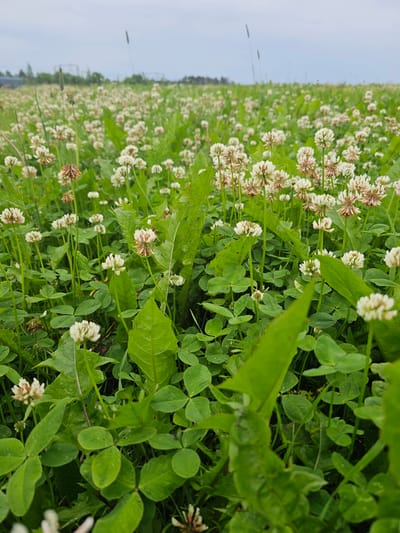 A low-angle, close-up, outdoor, medium shot captures a dense field of white clover with some brown, wilted flower heads. Large, textured green leaves, possibly from dandelions, are scattered throughout the foreground and midground. The clover blooms are predominantly white with some having pinkish hues. The background shows a hazy, distant horizon with a line of trees and structures, suggesting an urban or semi-urban environment. The sky is overcast and pale blue. The scene is set in a grassy area, possibly a park or undeveloped land, in Mäntsälä, Finland. There are no people or animals visible in the image.