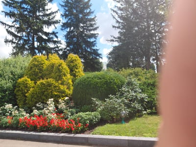 In the city of Kovalivka, Ukraine, a meticulously landscaped garden features a variety of flora. Tall evergreen trees, likely spruces or firs, form a backdrop against a bright blue sky dotted with white clouds. In the foreground, a border of vibrant red flowers, possibly salvia, is interspersed with clusters of white roses. Behind these, a meticulously shaped evergreen bush, possibly a boxwood, is the focal point of the garden bed. To the left, conical evergreen shrubs with bright yellow-green foliage add a splash of color. A small, decorative garden lamp with a teal base and a glass globe sits on the grass to the right of the shrubbery. The garden is bordered by a dark gray concrete curb. The scene is bathed in sunlight, creating dappled shadows among the plants. A large, out-of-focus human hand occupies the right side of the frame, partially obscuring the garden and trees.