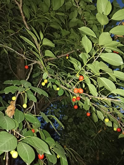 This image shows a close-up view of a cherry tree branch laden with ripe and unripe cherries against a dark, out-of-focus background of leaves and the night sky. The cherries are a mix of red and yellowish-green, indicating different stages of ripeness. Some are solitary, while others hang in small clusters. The branch is rough and textured, typical of mature wood. The leaves are a deep green, and the overall lighting suggests it is nighttime, possibly illuminated by artificial light or the moon. The scene appears to be outdoors. There are no people or animals visible in the image. Based on the provided context, this image was taken in Pochaiv, Ukraine.